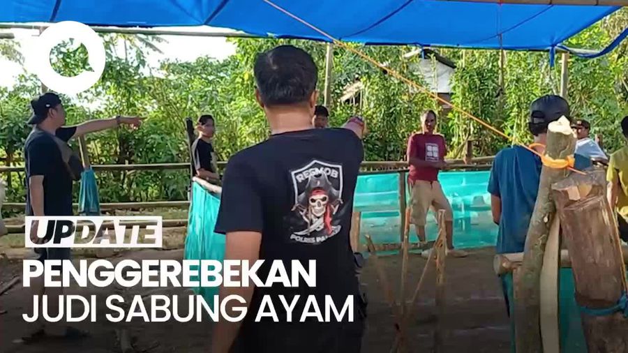 Video: Penggerebekan Judi Sabung Ayam di Pangkep Sulsel, 6 Orang Dibekuk