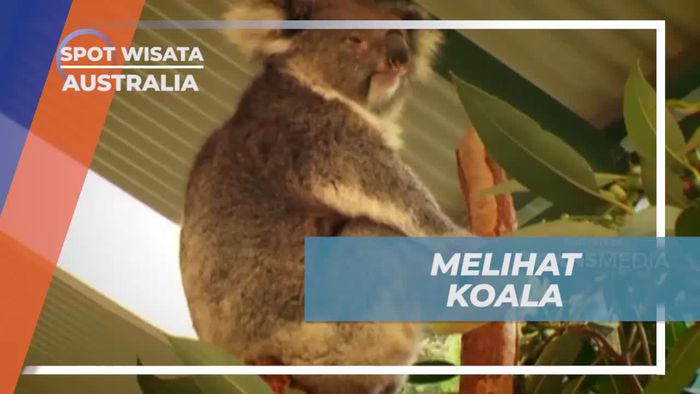 Mengagumi Koala di Caversham Wildlife Park, Australia