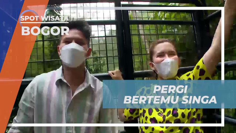 Dapatkan Sensasi Mendekati Singa di Taman Safari Bogor