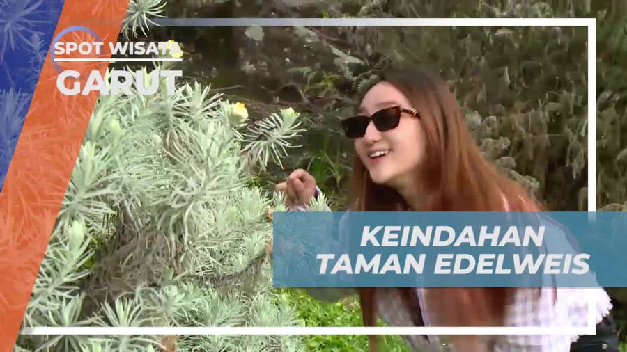Kemah di Taman Edelweis yang Menawan di Garut
