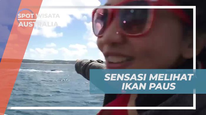 Sensasi Melihat Ikan Paus di Australia