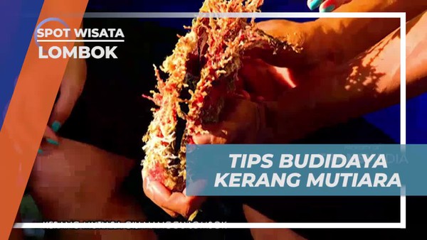Mendalami Tips Perawatan Kerang Mutiara di Lombok