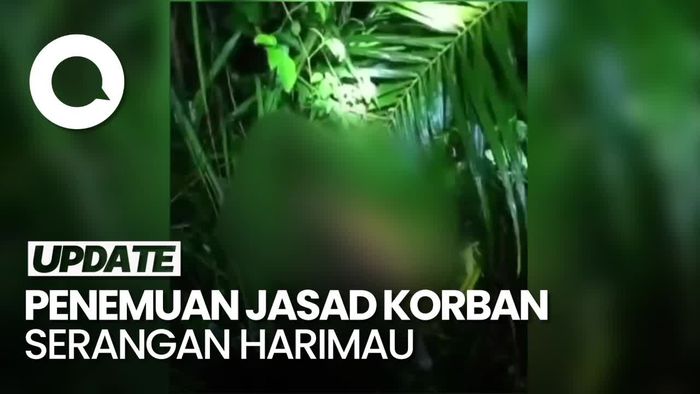 Video: Momen Warga Temukan Jasad Korban Serangan Harimau di Mukomuko