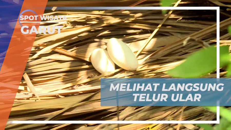 Menemukan Telur Ular Gadung di Hutan Cikajang, Garut