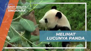 Melihat Tingkah Lucu Panda di Singapura