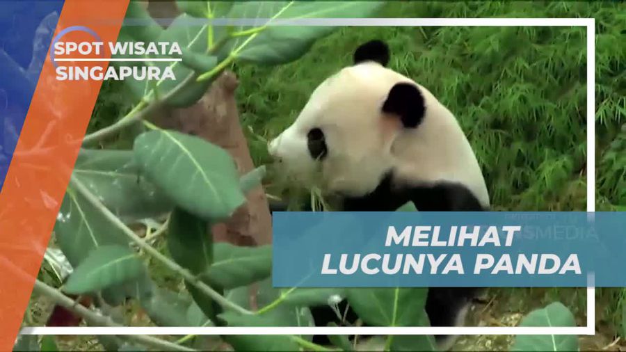 Melihat Tingkah Lucu Panda di Singapura