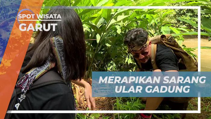Merapikan Sarang Ular Gadung di Hutan Garut