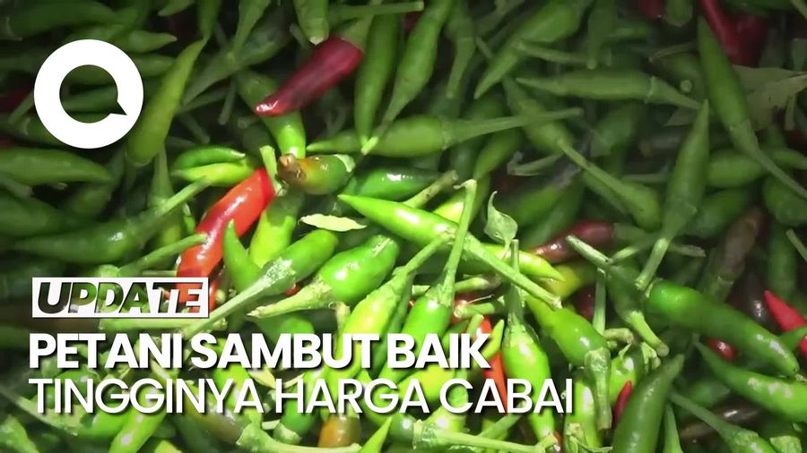 Video: Harga Cabai Meroket, Petani di Lumajang Gembira