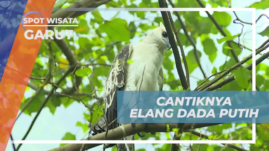 Melihat Cantiknya Elang Dada Putih di Garut