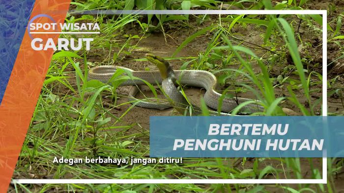 Bertemu dengan Penghuni Hutan yang Menakjubkan di Garut