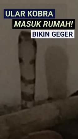 Video: Momen Warga di Gorontalo Panik Ada Ular Kobra 2 Meter Masuk Rumah