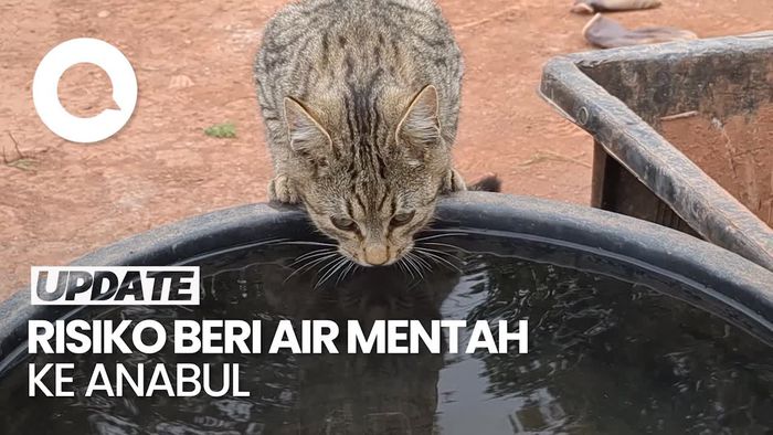 Video: Jangan Beri Minum Anabul dengan Air Mentah, Ini Risikonya!