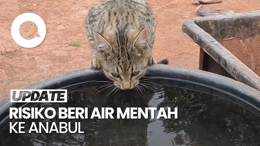 Video: Jangan Beri Minum Anabul dengan Air Mentah, Ini Risikonya!