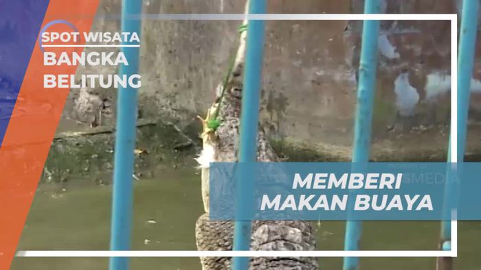Memberi Makan Buaya: Tantangan Seru di Bangka, Bangka Belitung