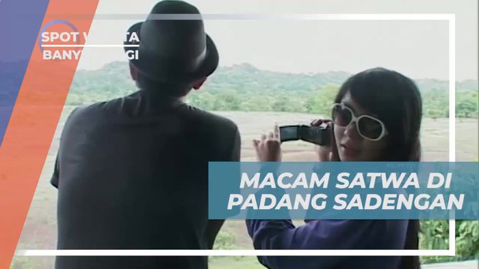 Mengintip Keberagaman Satwa di Padang Sadengan, Banyuwangi