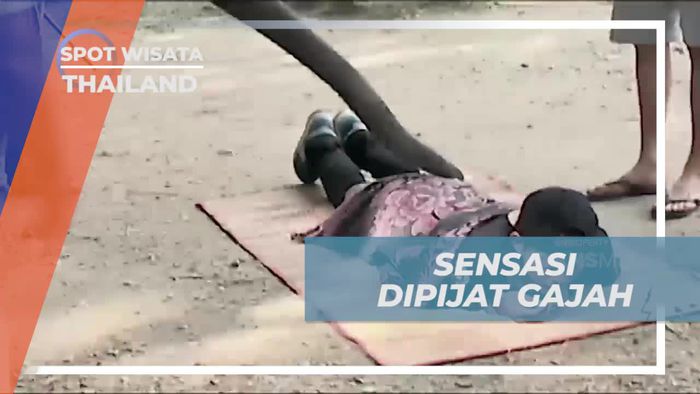 Mengalaminya Sensasi Dipijat oleh Gajah di Thailand
