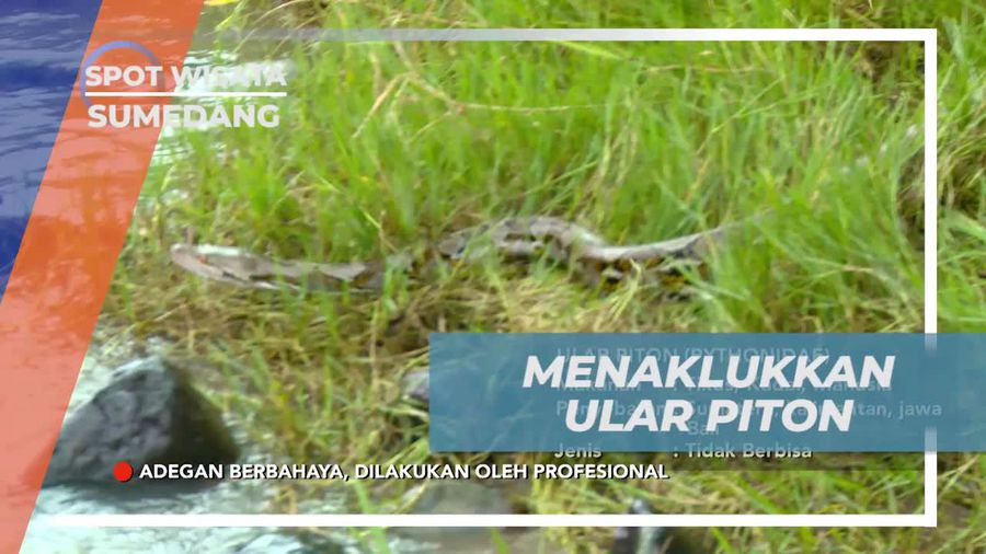 Menaklukkan Ular Piton di Sungai Cipelang Belendung, Sumedang