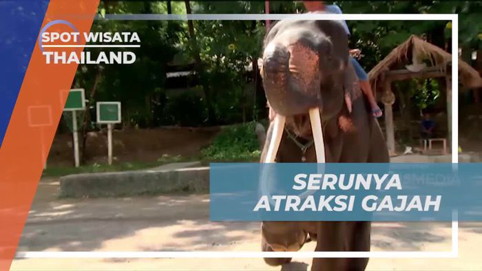 Menghadiri Atraksi Seru Gajah di Thailand