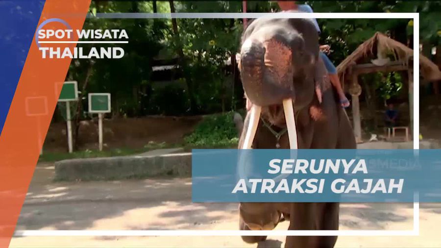 Menghadiri Atraksi Seru Gajah di Thailand