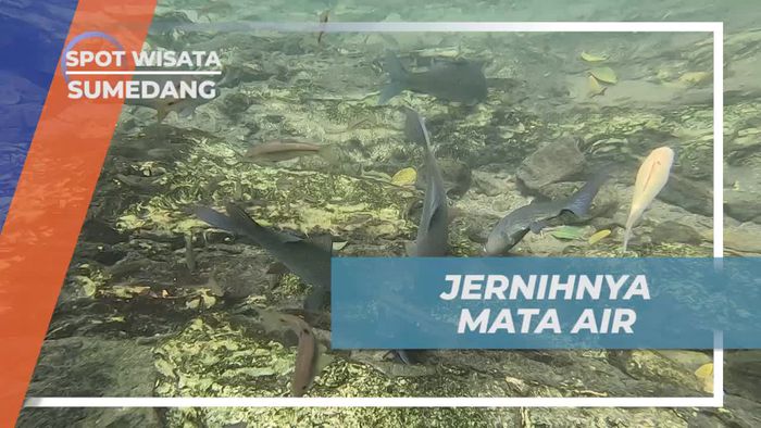 Mengagumi Kejernihan Mata Air Cipelang yang Menakjubkan di Sumedang