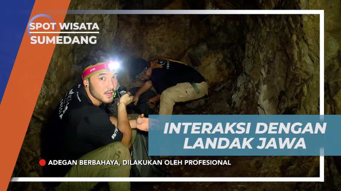 Berinteraksi dengan Landak Jawa Lucu di Goa, Sumedang