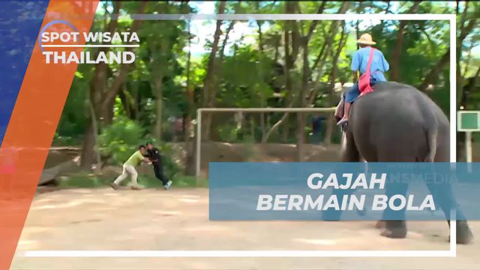 Bermain Bola Bersama Gajah di Maetaman Elephant Camp, Thailand