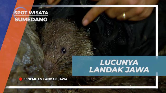  Mengagumi Keunikan Landak Jawa yang Berbahaya di Sumedang