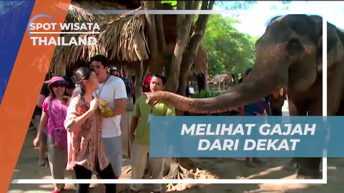 Bermain dengan Gajah di Maetaman Elephant Camp, Thailand