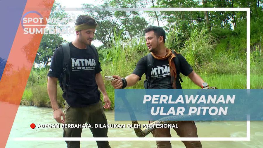 Menghadapi Perlawanan Ular Piton yang Mengejutkan di Sumedang