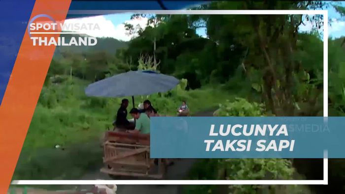 Mencoba Uniknya Taksi Sapi di Thailand
