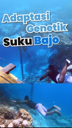 Video Mengenal Suku Bajo, Penyelam Handal Dari Indonesia