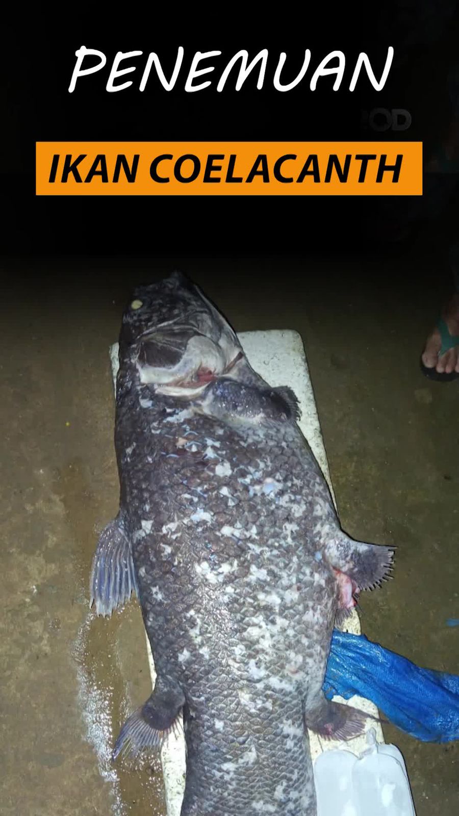Video: Wujud Ikan Purba Coelacanth yang Ditemukan di Gorontalo