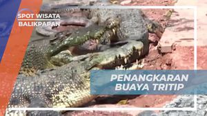 Berkunjung ke Penangkaran Buaya Tritip, Balikpapan
