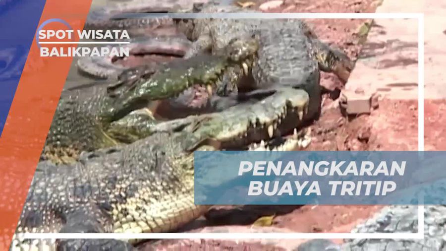Berkunjung ke Penangkaran Buaya Tritip, Balikpapan