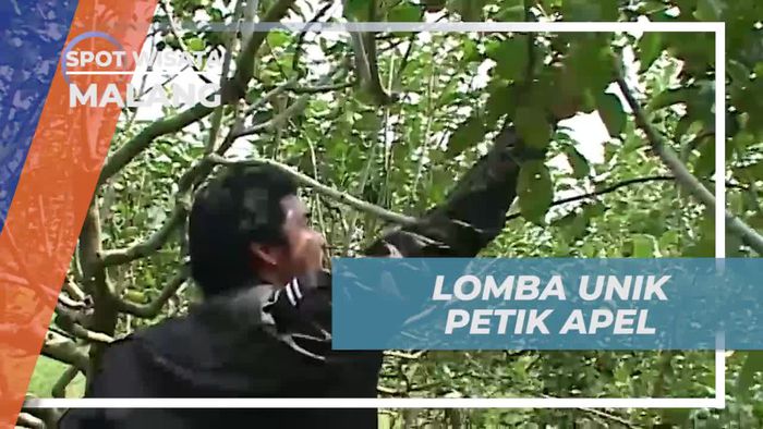 Mengikuti Lomba Seru dan Suka Cita Saat Memetik Apel di Malang