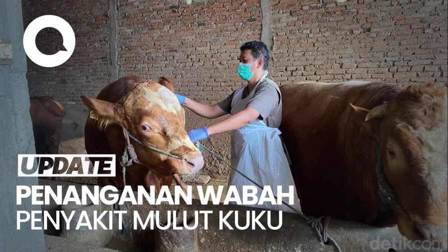 Video Wabah PMK Merebak Lagi, Wamentan: Jangan Tunggu Vaksin dari Negara