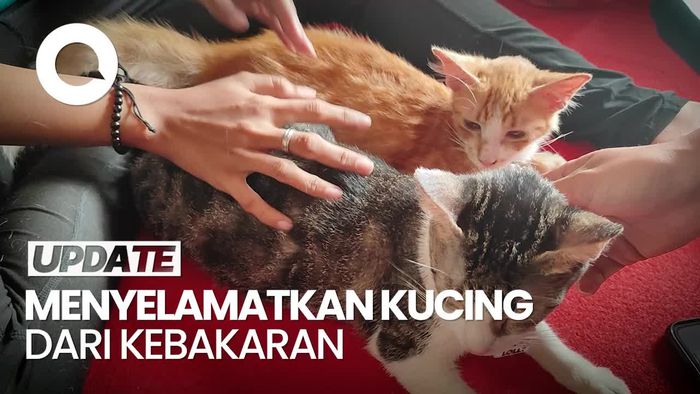 Video: Cerita Putri Selamatkan Kucingnya dari Kebakaran Kemayoran