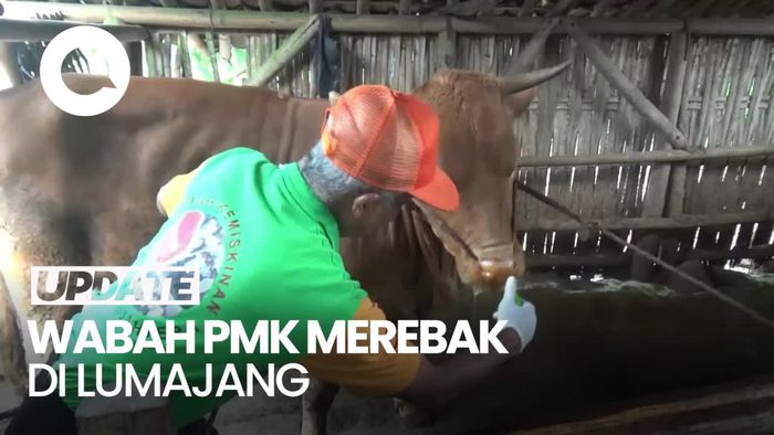 Video: 1.120 Sapi di Lumajang Terjangkit PMK, 77 di Antaranya Mati