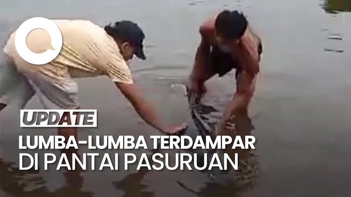 Video: 2 Lumba-lumba Terdampar di Pesisir Pantai Pasuruan