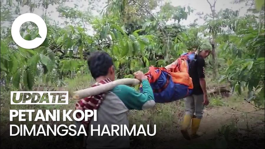 Video Petani Kopi di Lampung Barat Tewas Dimangsa Harimau