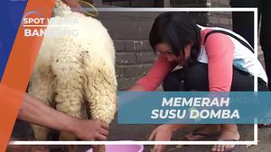 Memerah Susu Domba di Kandang Domba, Bandung