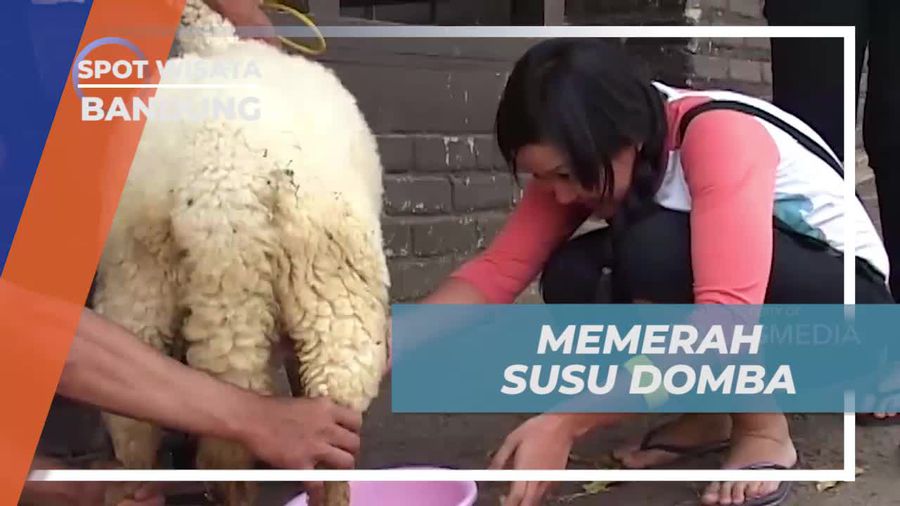 Memerah Susu Domba di Kandang Domba, Bandung