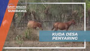 Mengunjungi Desa Penyaring dan Menikmati Susu Kuda Sumbawa