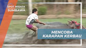 Mengikuti Tradisi Karapan Kerbau di Desa Barang Beru, Sumbawa
