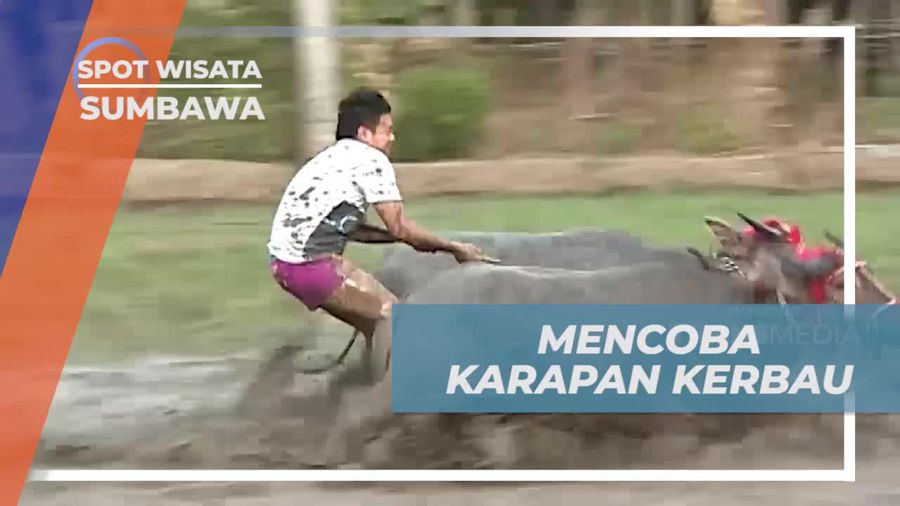 Mengikuti Tradisi Karapan Kerbau di Desa Barang Beru, Sumbawa