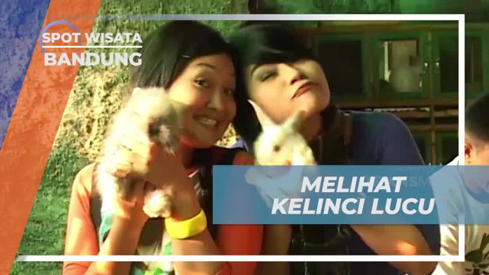 Bermain dengan Kelinci Lucu di Kandang Kelinci, Bandung