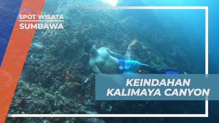 Menyelam di Kalimaya Canyon dan Menemukan Keindahan Alam Bawah Laut, Sumbawa