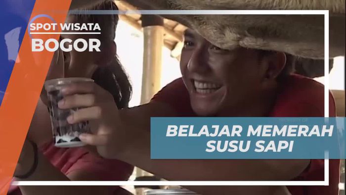Belajar Memerah Susu Sapi di Cimory Mini Farm, Bogor