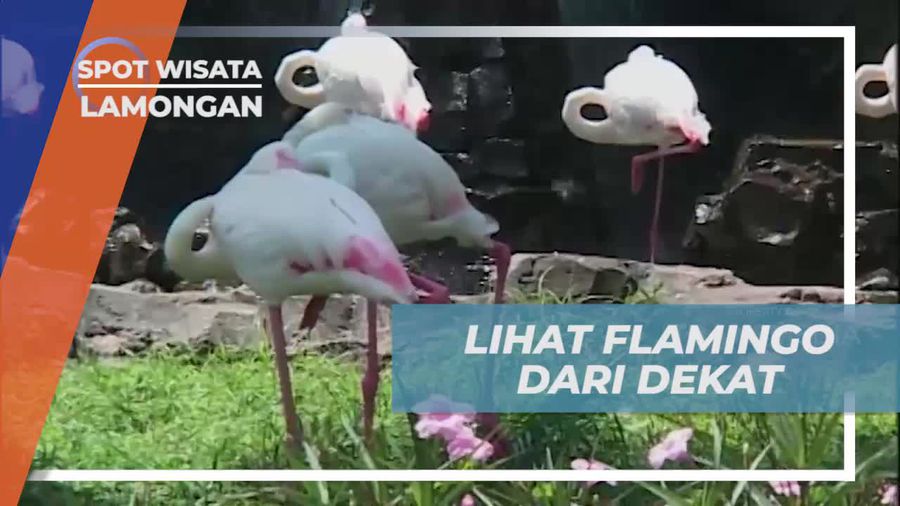 Menyaksikan Flamingo dari Dekat di Maharani Zoo, Lamongan
