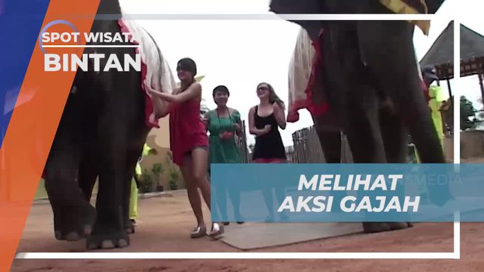 Menyaksikan Aksi Gajah di Jumbo Park, Bintan
